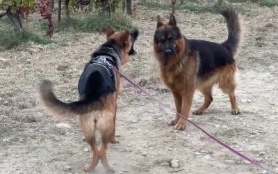 Chien réactif congénères