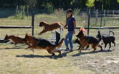 Éducateur canin comportementaliste